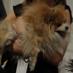joannamastroianni7_mbfwf2012